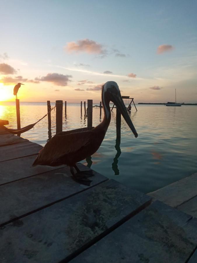 Amanda'S Place Casa Amancer - Sea View, Pool And Tropical Garden Caye Caulker Exterior foto