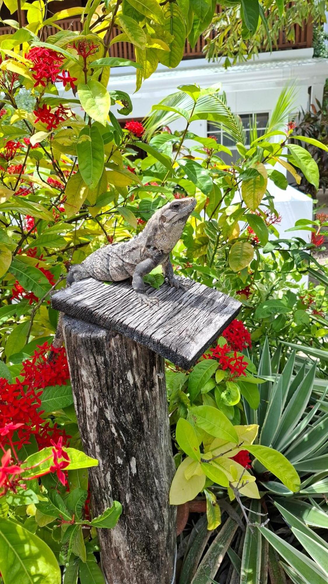 Amanda'S Place Casa Amancer - Sea View, Pool And Tropical Garden Caye Caulker Exterior foto